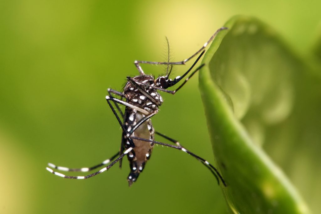 Elimine os criadouros do mosquito Aedes aegypti