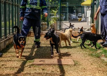 A proposta é sensibilizar as pessoas sobre a importância da adoção sem preconceito