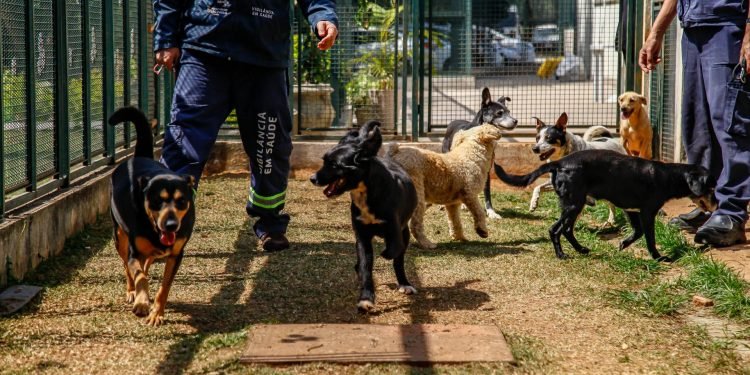 A proposta é sensibilizar as pessoas sobre a importância da adoção sem preconceito