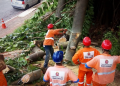 Apenas de janeiro a agosto de 2019, a Defesa Civil registrou 4.007 quedas de árvores na capital