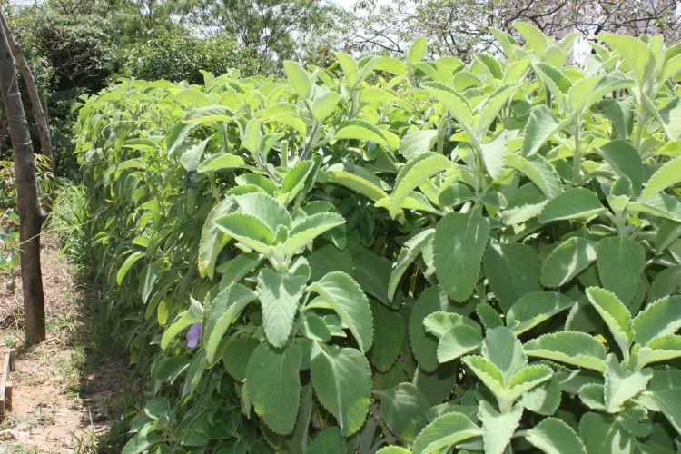 O trabalho foi feito aos poucos, com recursos próprios