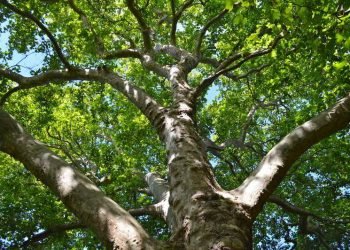 Confira a agendas dos próximos encontros; é preciso fazer inscrição