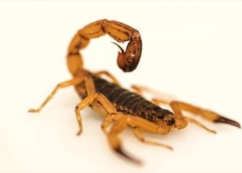 Manter a limpeza é essencial para ajudar a combater a proliferação do escorpião