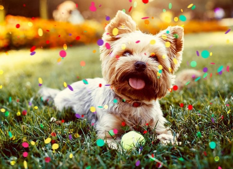 Lembre-se que nem todos os pets gostam de barulho e aglomerações; se for viajar, verifique as vacinas