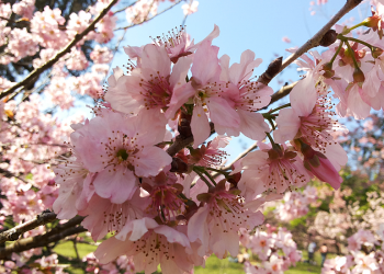 O bosque conta com mais de 4.000 árvores