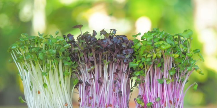 Os microverdes apresentam vantagens por terem um ciclo de cultivo muito rápido