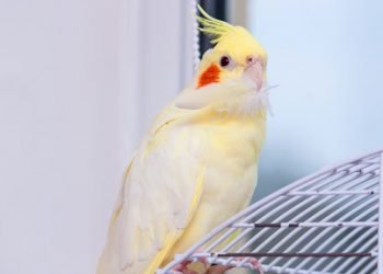 Criadores de pássaros têm nova opção de ração