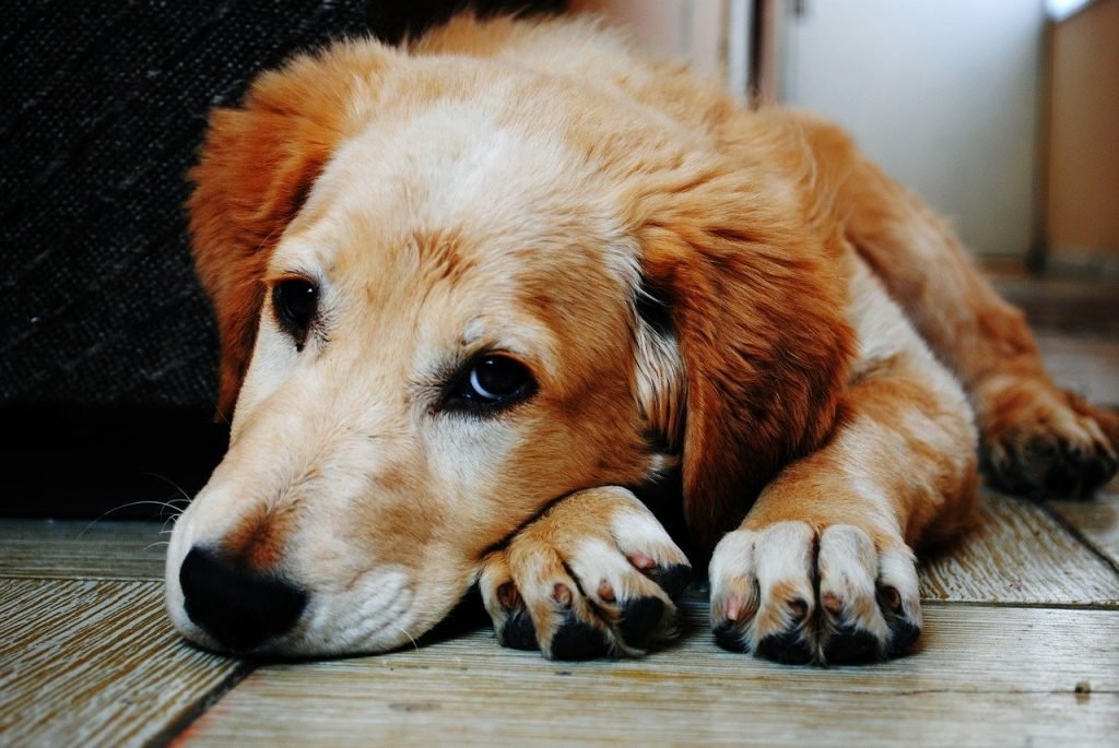 É importante preparar o animal para o retorno gradual da rotina para evitar que ele sinta muito o distanciamento do tutor