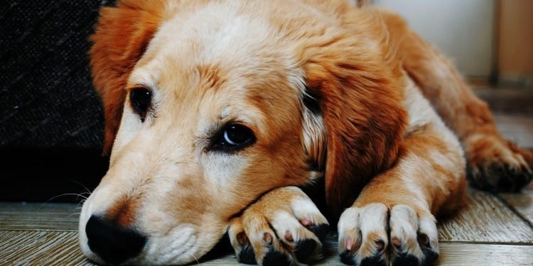 É importante preparar o animal para o retorno gradual da rotina para evitar que ele sinta muito o distanciamento do tutor