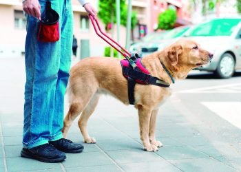 Campanha apoia o transporte de pessoas cegas com cães-guia