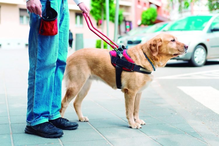 Campanha apoia o transporte de pessoas cegas com cães-guia