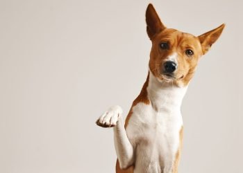 Registro on-line faz um ano, com 137 mil cadastros