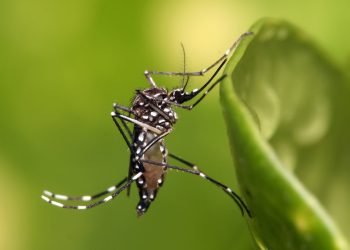 O acúmulo de água nas residências favorece a proliferação de algumas espécies, como o Aedes aegypti, que é o causador da Dengue