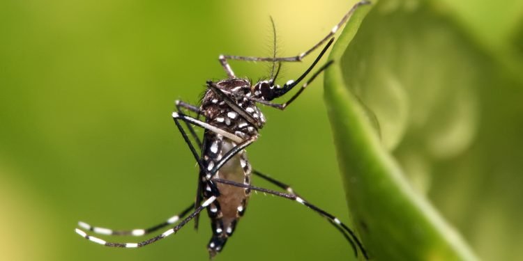 O acúmulo de água nas residências favorece a proliferação de algumas espécies, como o Aedes aegypti, que é o causador da Dengue