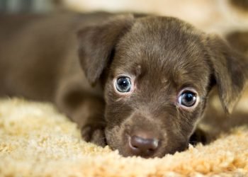 Nova lei favorece o bem-estar animal