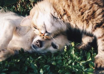 Perigo invisível pode afetar cães e gatos