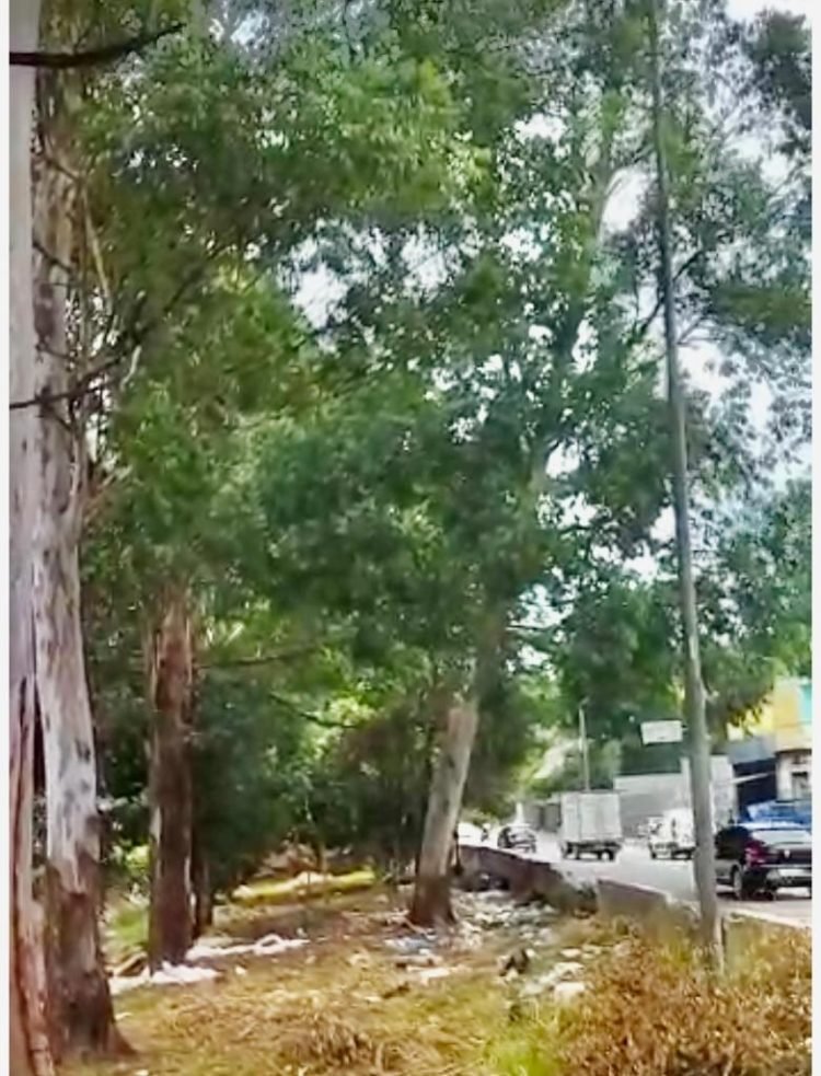 Risco de queda de eucalipto na Avenida Jacu-Pêssego