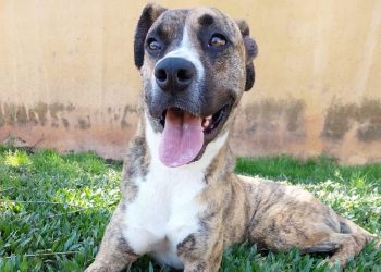 Tigrinho, 3 anos, 33kg, tripé (resgatado com uma pata amputada), dócil e companheiro