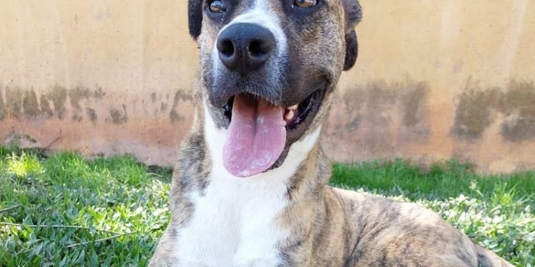 Tigrinho, 3 anos, 33kg, tripé (resgatado com uma pata amputada), dócil e companheiro