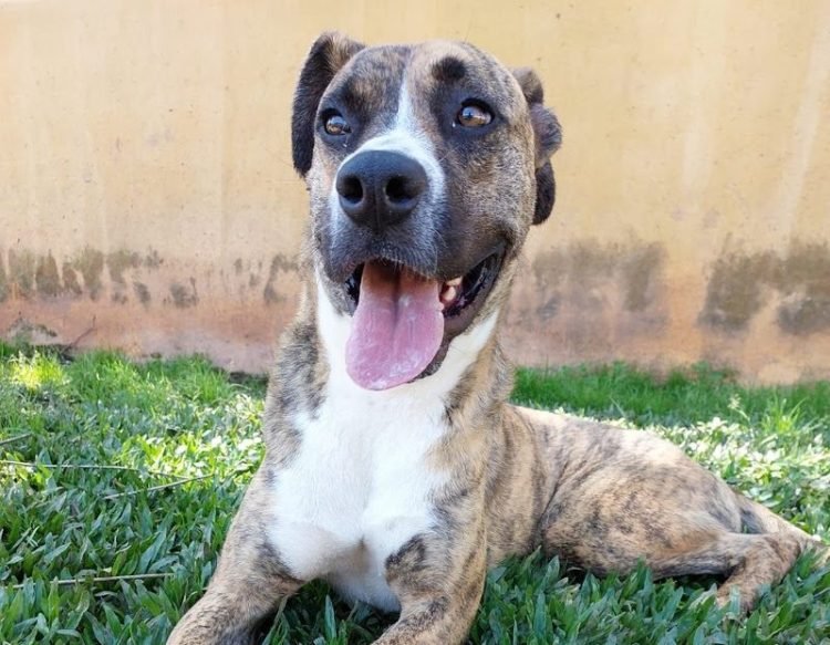 Tigrinho, 3 anos, 33kg, tripé (resgatado com uma pata amputada), dócil e companheiro