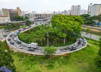 Miniflorestas urbanas recuperam fauna, flora e permeabilidade