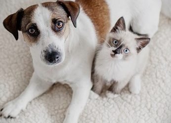 Virada da Castração traz benefícios para os pets da Capital