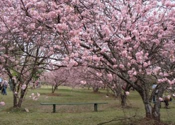 Festa das Cerejeiras