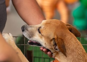 Feira acontece neste domingo, dia 10 de dezembro