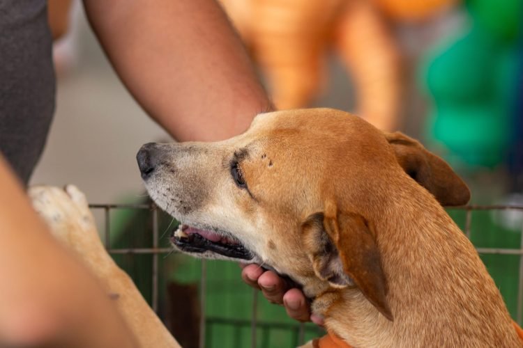 Feira acontece neste domingo, dia 10 de dezembro