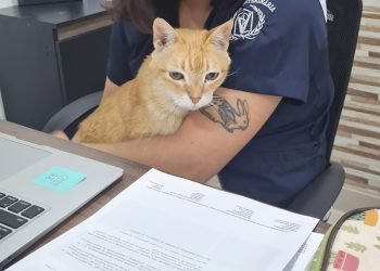 As consultas de clínico geral especializadas em gatos são gratuitas, todas às terças-feiras, mediante cadastro prévio