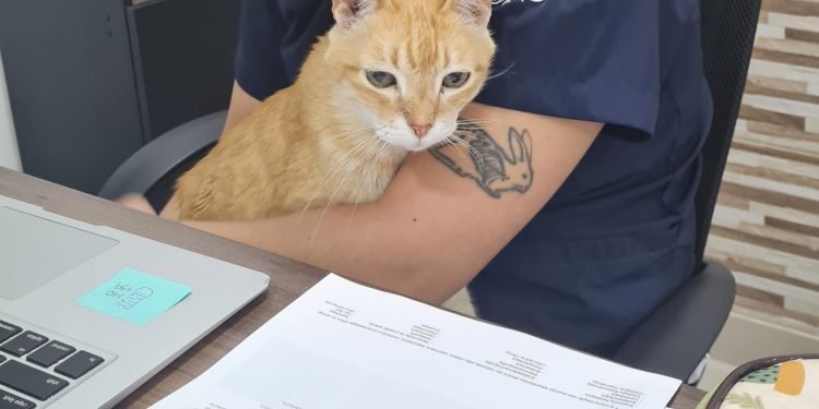 As consultas de clínico geral especializadas em gatos são gratuitas, todas às terças-feiras, mediante cadastro prévio