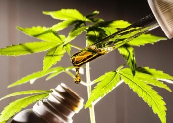 Governo do Estado de SP começa a liberar pelo SUS canabidiol