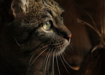 CIC Leste abre inscrições para castração gratuita