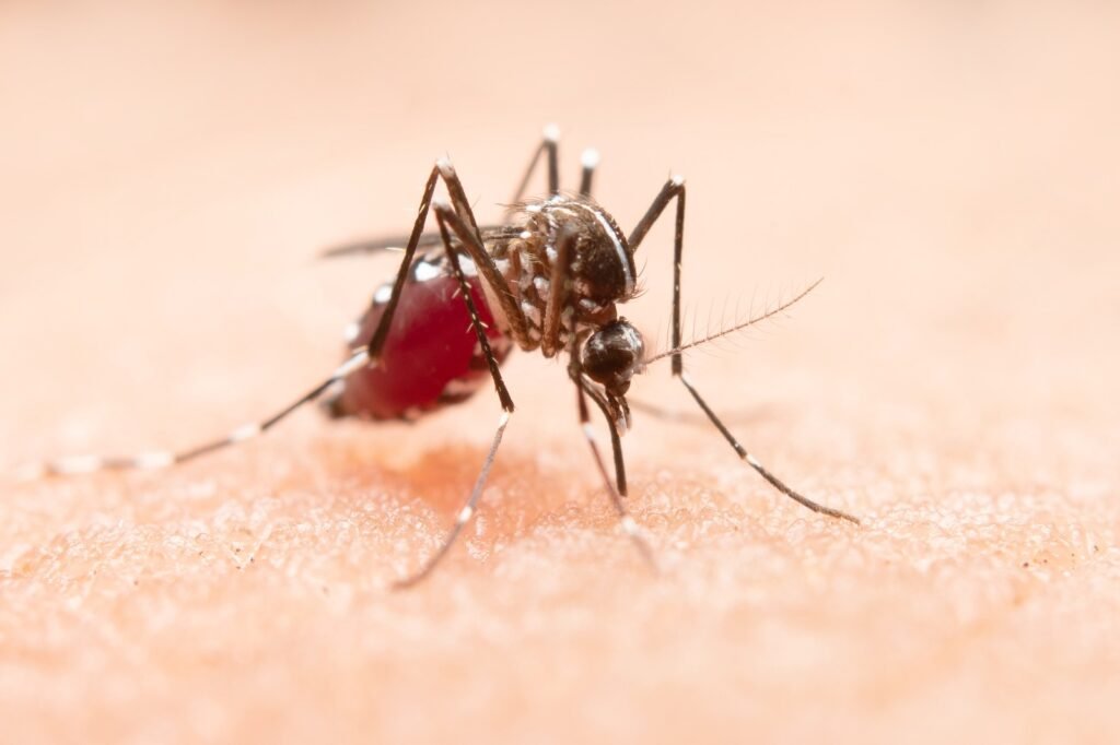Proteja-se contra o mosquito da Dengue