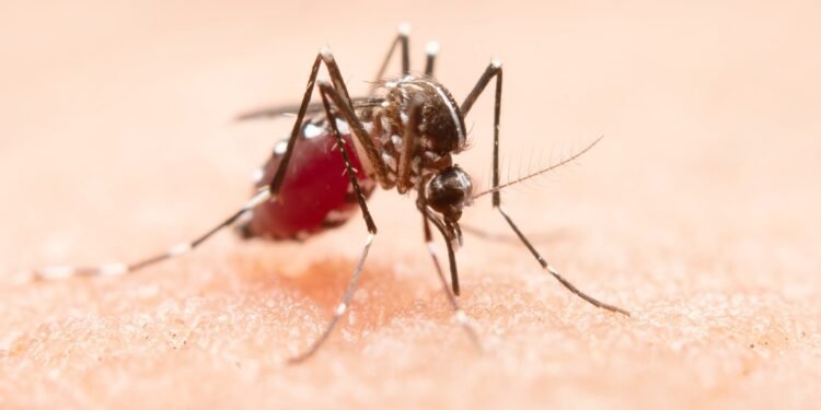 Proteja-se contra o mosquito da Dengue