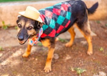 Arraiá Pet promove adoção responsável com festa julina