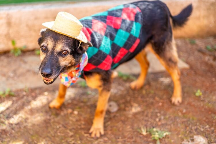 Arraiá Pet promove adoção responsável com festa julina