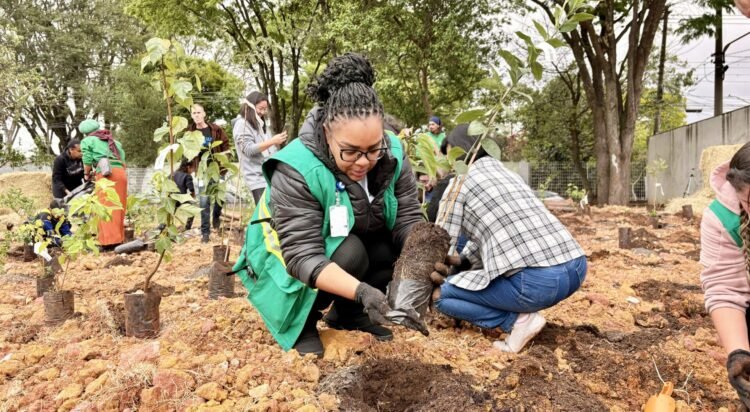 UBS de São Miguel ganha miniflorestas