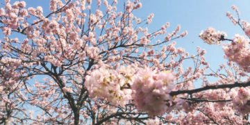 Parque do Carmo recebe 46ª Festa das Cerejeiras em dois fins de semana