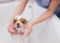 Atendimento domiciliar: mais conforto, menos estresse e mais qualidade de vida para pets e suas famílias