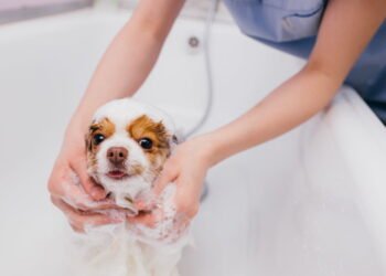 Atendimento domiciliar: mais conforto, menos estresse e mais qualidade de vida para pets e suas famílias