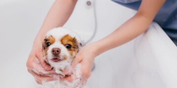 Atendimento domiciliar: mais conforto, menos estresse e mais qualidade de vida para pets e suas famílias