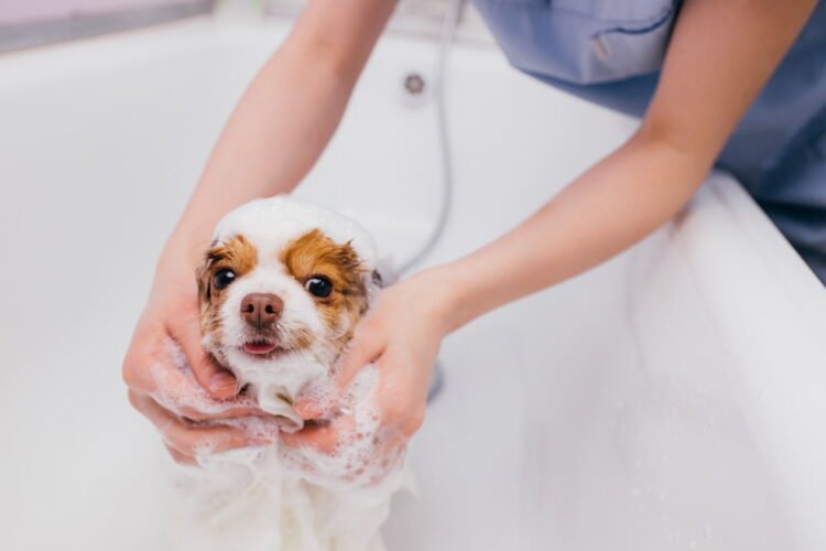 Atendimento domiciliar: mais conforto, menos estresse e mais qualidade de vida para pets e suas famílias
