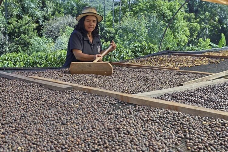 Como o Governo de São Paulo prepara o agro para enfrentar eventos climáticos extremos