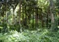 Concurso da Fundação Florestal com quase 11 mil inscritos avança para nova etapa - Agência SP, a agência de notícias de São Paulo