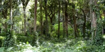 Concurso da Fundação Florestal com quase 11 mil inscritos avança para nova etapa - Agência SP, a agência de notícias de São Paulo