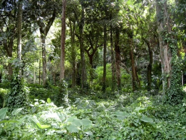 Concurso da Fundação Florestal com quase 11 mil inscritos avança para nova etapa - Agência SP, a agência de notícias de São Paulo