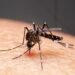 Mudanças climáticas já causam aumento de doenças infecciosas no país