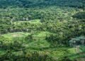 Plataforma pan-amazônica reúne 232 políticas públicas para bioeconomia