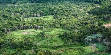 Plataforma pan-amazônica reúne 232 políticas públicas para bioeconomia
